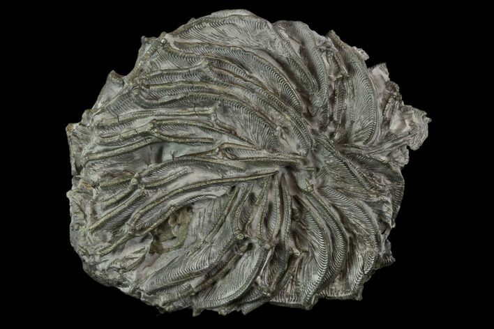 Pyritized Crinoid (Arthroacantha) - Sylvania, Ohio #118877